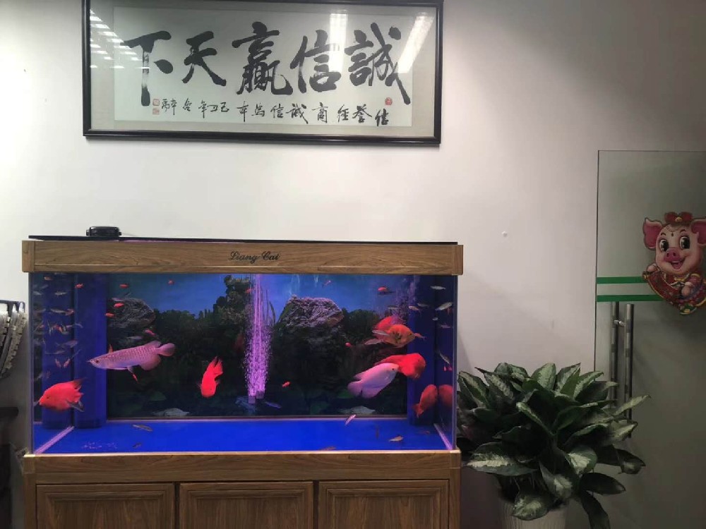 辦公室魚(yú)缸